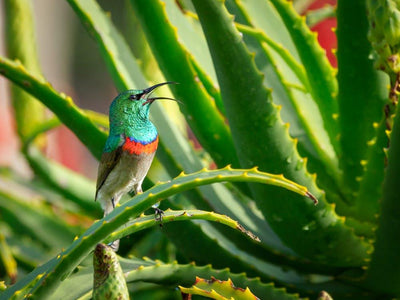 The Top Benefits of Using Aloe Vera Powder and How to Apply It for Skin Health and Hydration