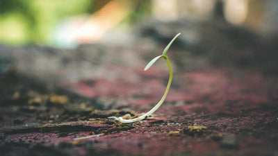 What Are the Best Seeds for Sprouting? A Beginner’s Guide