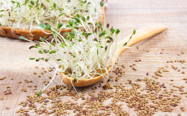 Organic Alfalfa Sprouting Seeds | Natures Root